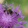 ABEILLE A MIEL et CHELOSTOME. 2 espèces d’abeille. Rencontre sur une même fleur. 2024. ISABELLE TURBAN